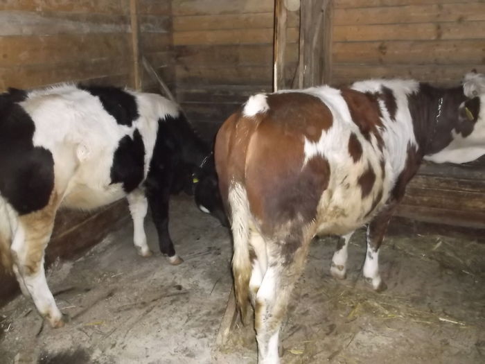 Ţâncul in stanga si Baltata in dreapta - Poze de prin ferma cu vacutele