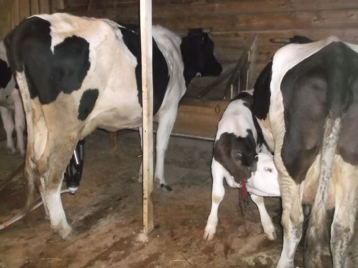 un vitel de aprox 2 luni - Poze de prin ferma cu vacutele