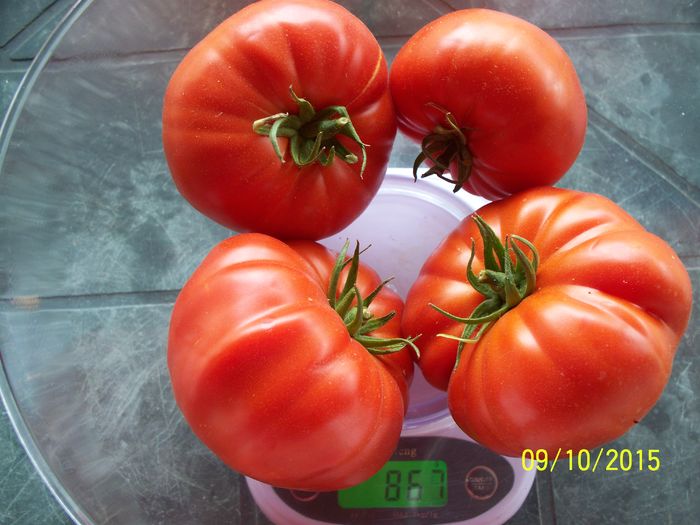 GIGANT BULGARESTI-UN CIORCHINE (3)