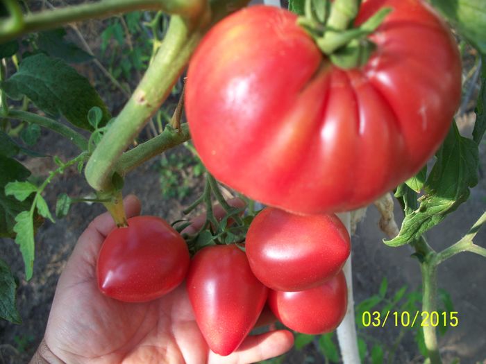 INIMĂ DE BIVOL BULGARIA (11) - INIMA DE BIVOL BULGAREASCA 2015