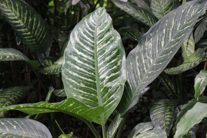 dieffenbachia_amoena