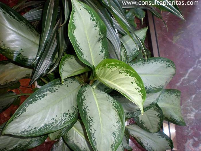 aglaonema diamond bay