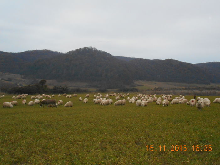 Picture 1262 - Turcana-Alba 2015