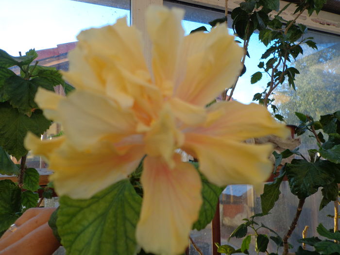 DSC01413 - HIBISCUS ELEPHANT EAR