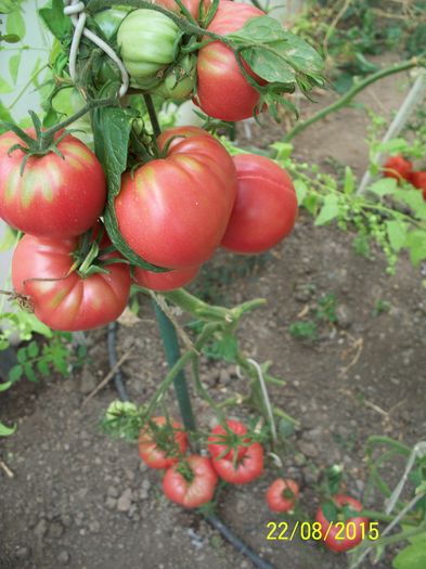TRANDAFIRII DE BUZĂU  (6)