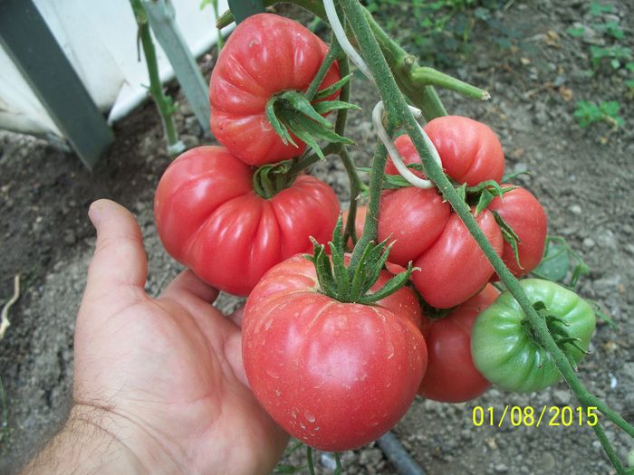 TRANDAFIRII DE BUZĂU  (10)