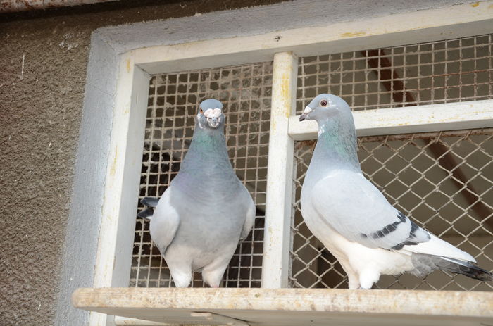 M si F - Vanduti - AMINTIRI