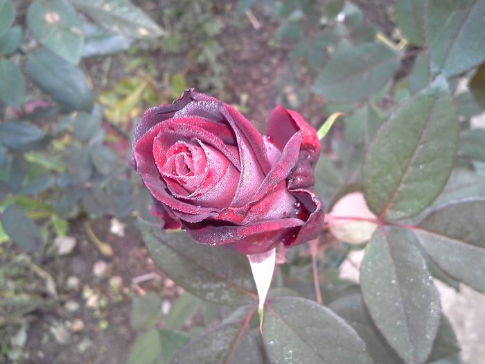 20151025_092044; trandafiri in noembrie
