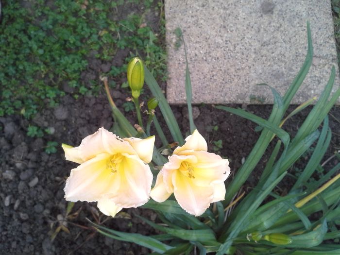 20151025_092218; hemerocallis in noembrie
