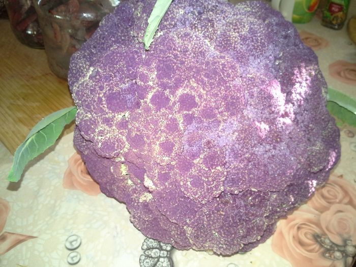 20151112_100017; conopida mov
