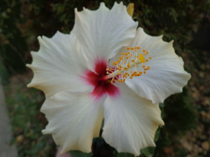 DSC01464 - HIBISCUS  2015