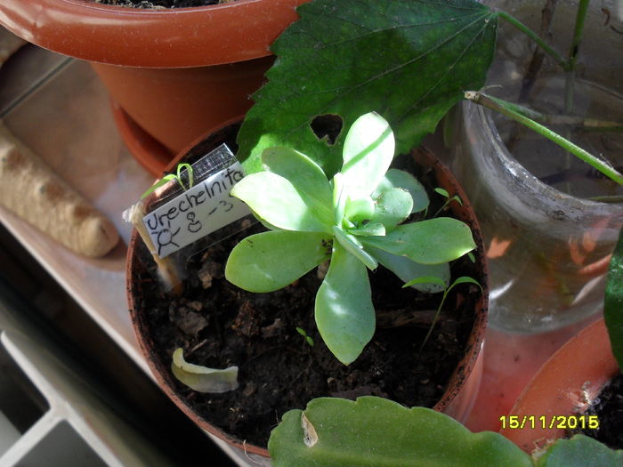 Sempervivum tectorum - Cactusi si suculente