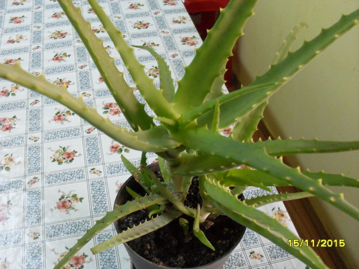 Aloe