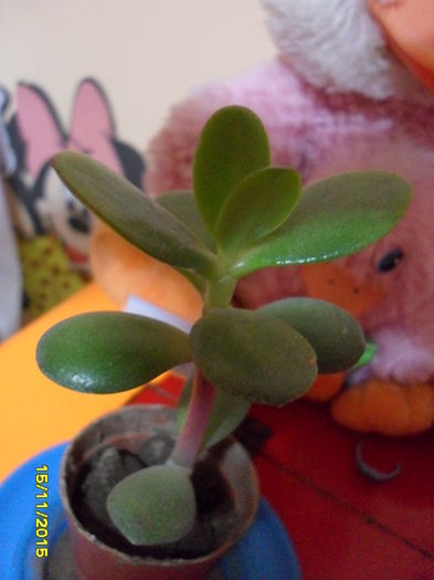Crassula