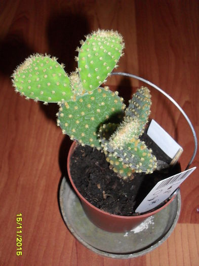 Opuntia microdasys - Cactusi si suculente