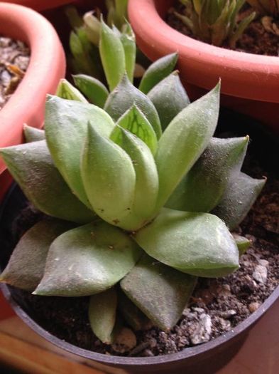 haworthia cymbiformis