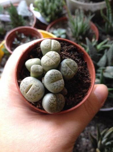 Lithops-5 lei buc