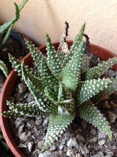 haworthia pumila