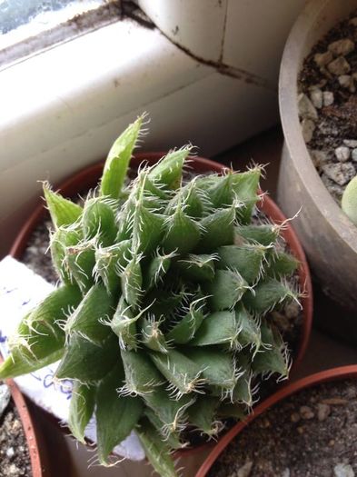 haworthia archinoides