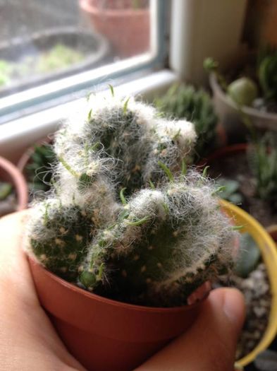 opuntia vestita forma cristata