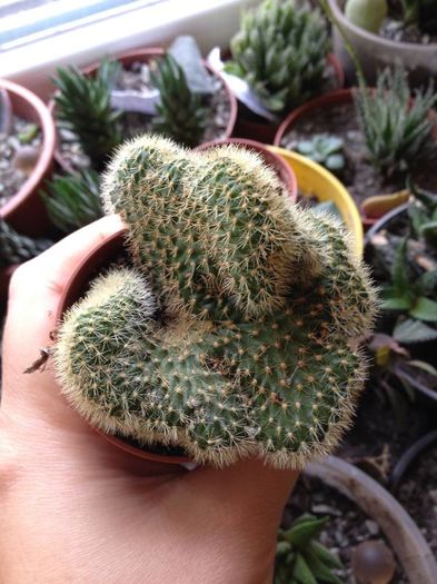 opuntia cristata - CACTUSI rog identificare