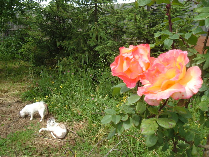 pisicile mele si trandafirii