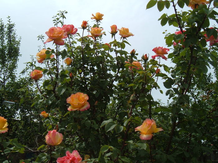 Emeraude d'or - Tufe trandafiri 20 ani