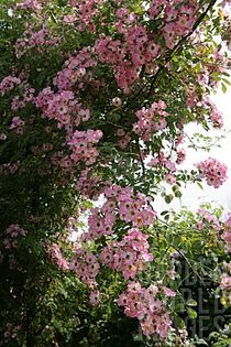 Kew Rambler (2)