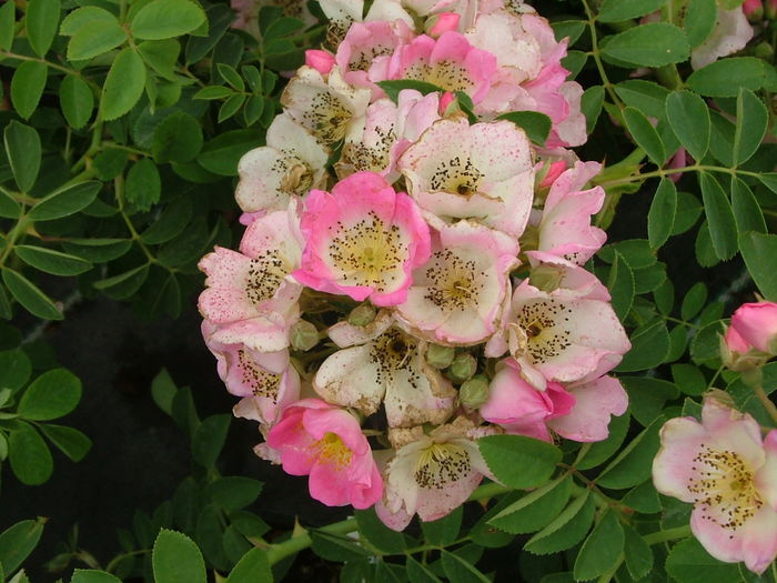 Kew Rambler (3)