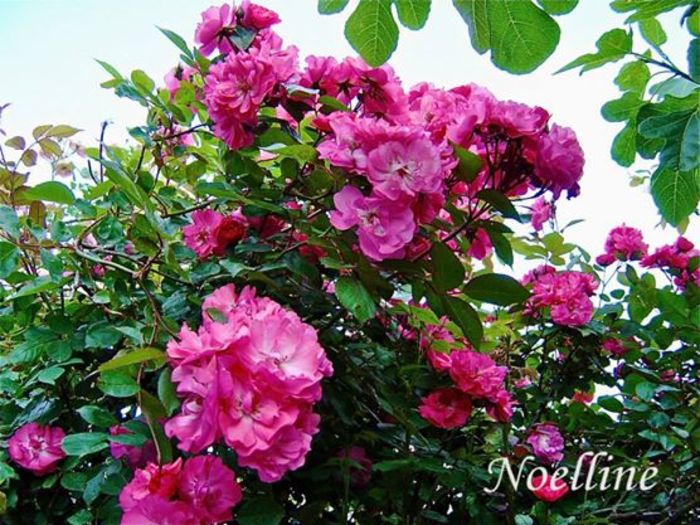 Noelline (1)