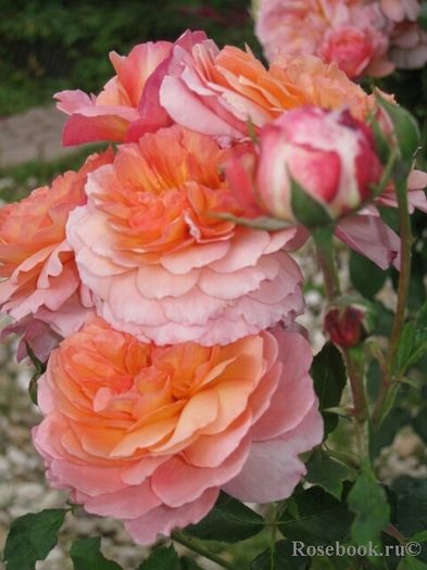Rose de Gerberoy (1)