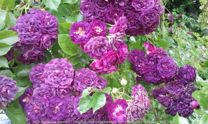 Rose Mary Viaud