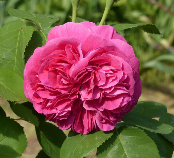 Souvenir de Mme de Corval