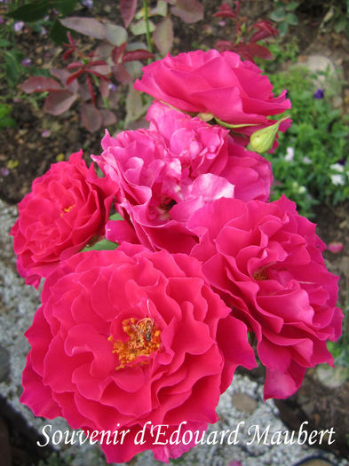 Souvenir d'Edouard Maubert