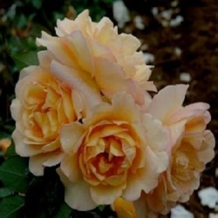 Valchlea (1)