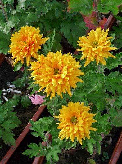 P1750581 - Crizanteme