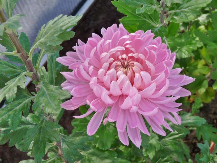 P1750583 - Crizanteme