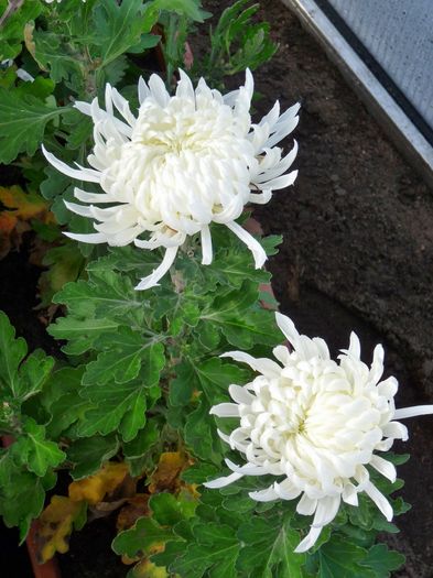 P1750592 - Crizanteme