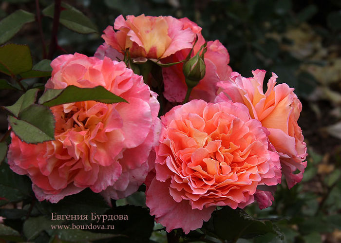 Augusta Luise (2)