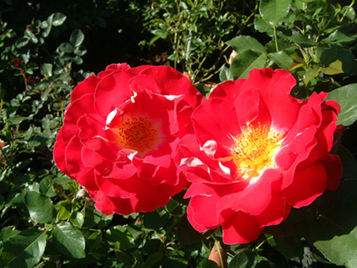 Romantic Ruffles - ACHIZITII TOAMNA 2015