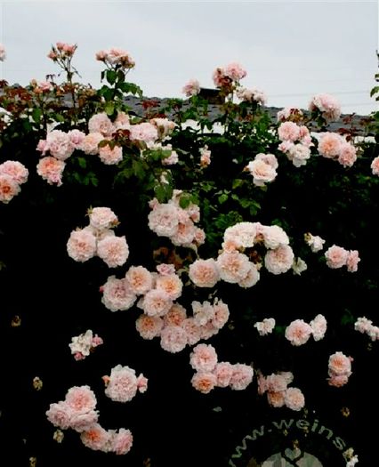Rose de Tolbiac (2) - ACHIZITII TOAMNA 2015