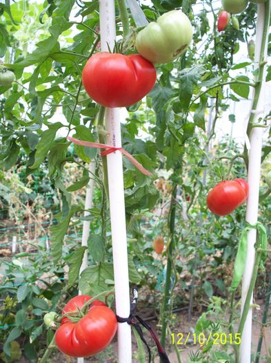 BEEFMASTER 332 gr (2)