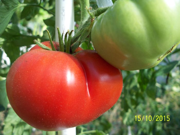 BEEFMASTER la 15 oct.2015 (1)