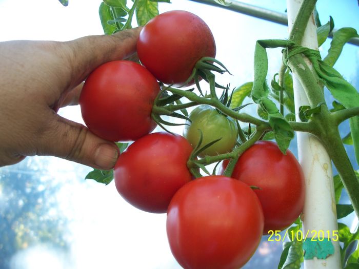 EARLY GIRL LA 25.OCT.