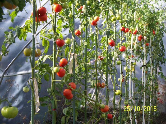 PARKS WHOOPER LA 25 OCT.