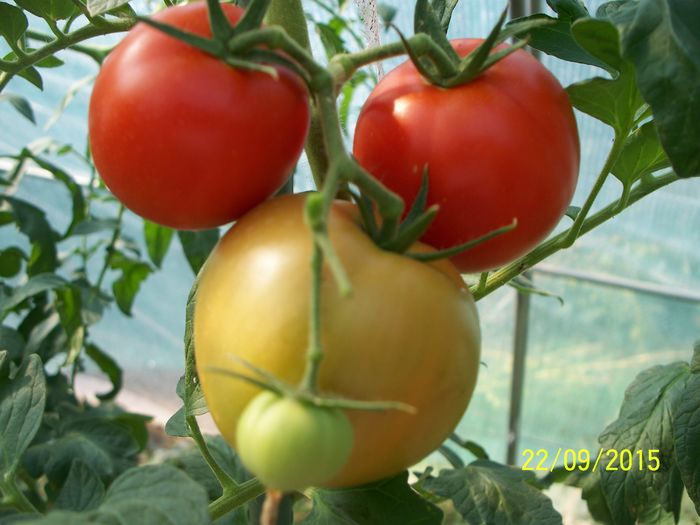 PARKS WHOOPER-ETAJ7 (1)