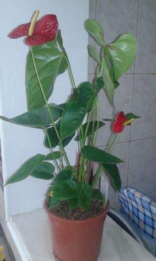 20151116_115231 - Anthurium