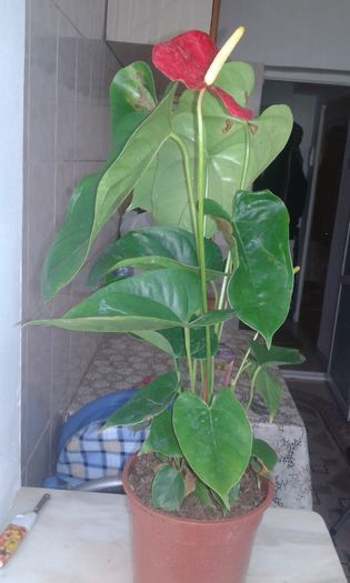 20151116_115207 - Anthurium