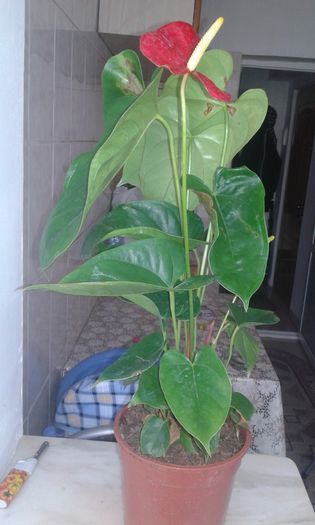 20151116_115203 - Anthurium