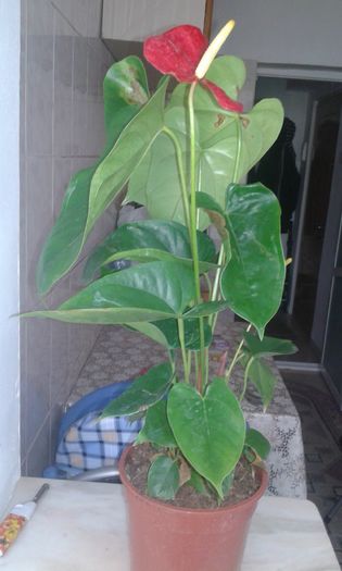 20151116_115157 - Anthurium